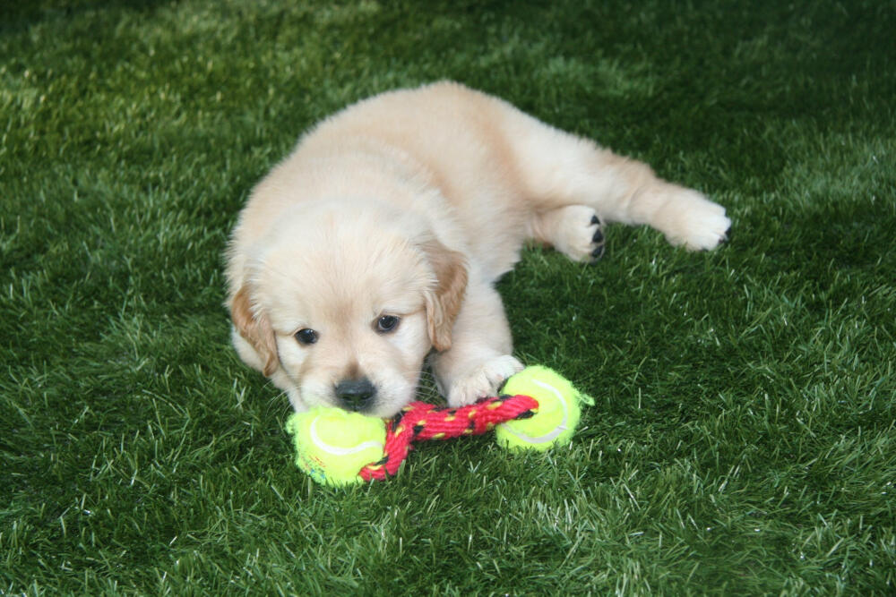 Augusta artificial turf for dogs